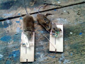 Past na myši